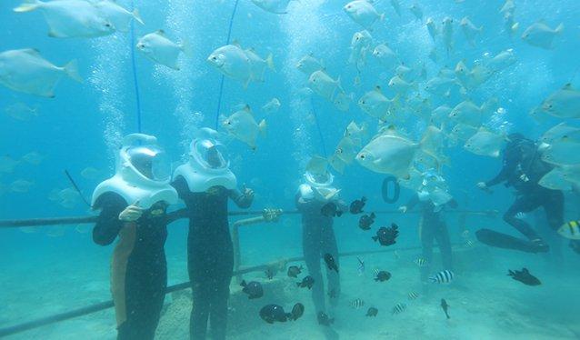探索知识星球平台-了解宠物不想养了怎么办最新资讯